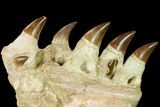 Mosasaur Jaw Section with Five Teeth - Morocco #165994-3